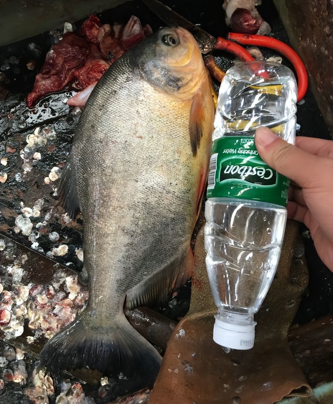 暴雨后广西老叔家里游进一群“食人鲳”，老叔懵圈：不知道哪来的