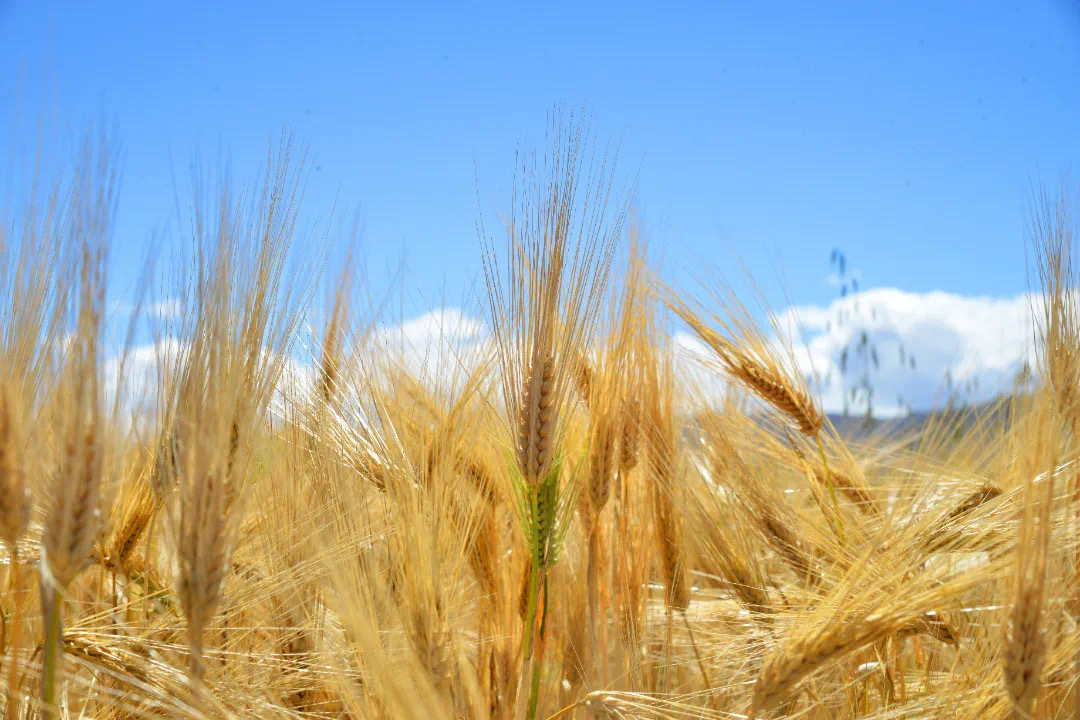 错过了十月的*藏西**，你就错过了这个星球最壮丽的秋色