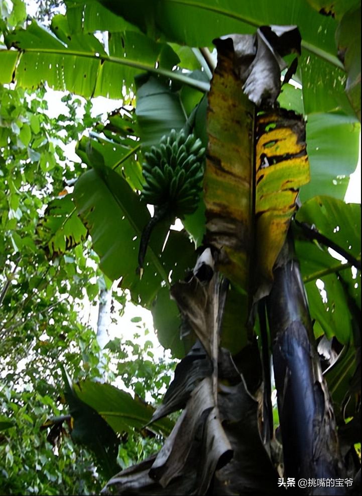 坐在赤道上，气候似云南的南美小国，数百种水果让人口水不断