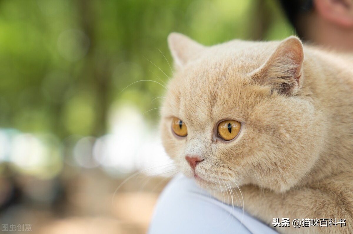 穷人不建议养的5种猫,十大养不起的猫咪排行榜