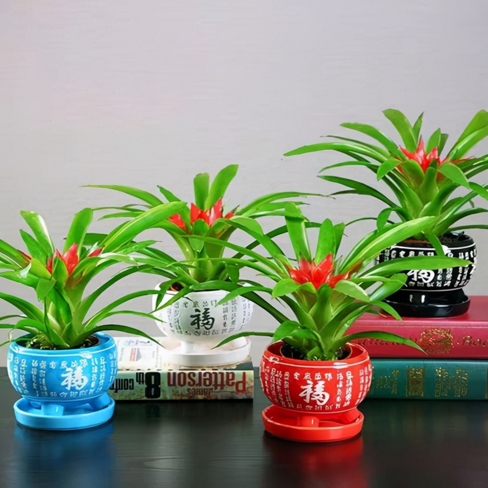 什么花最好养代表好运,家里养什么吉祥花最好