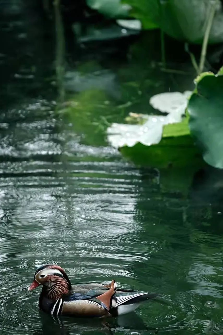 有个安庆朋友是种怎样的体验