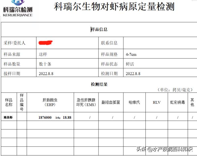 对虾肝肠孢虫脱离宿主能存活多久,一分钟带你了解对虾肝肠孢虫