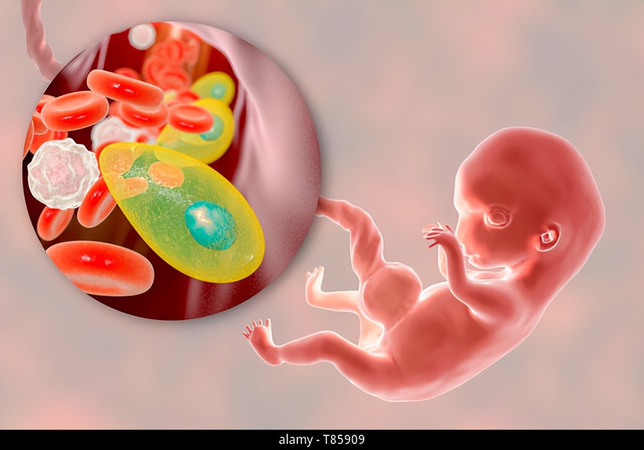 寄生虫界的“一哥”，所有温血动物都不放过，超20亿人已被感染