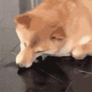 “舔尿道口”=“恶心”？主人你错了，看完赶紧重视起来