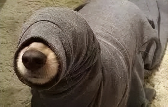 割吗?割啊!我在割包皮的医院走廊,唱完整首孤勇者