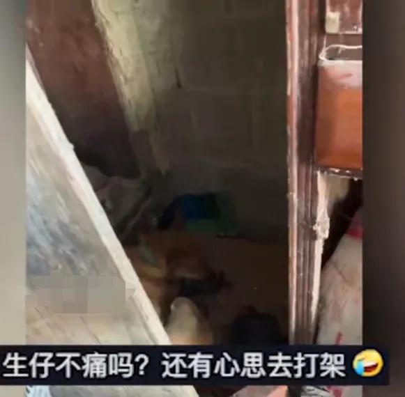 狗妈妈带小狗打架,狗妈妈打狗宝宝