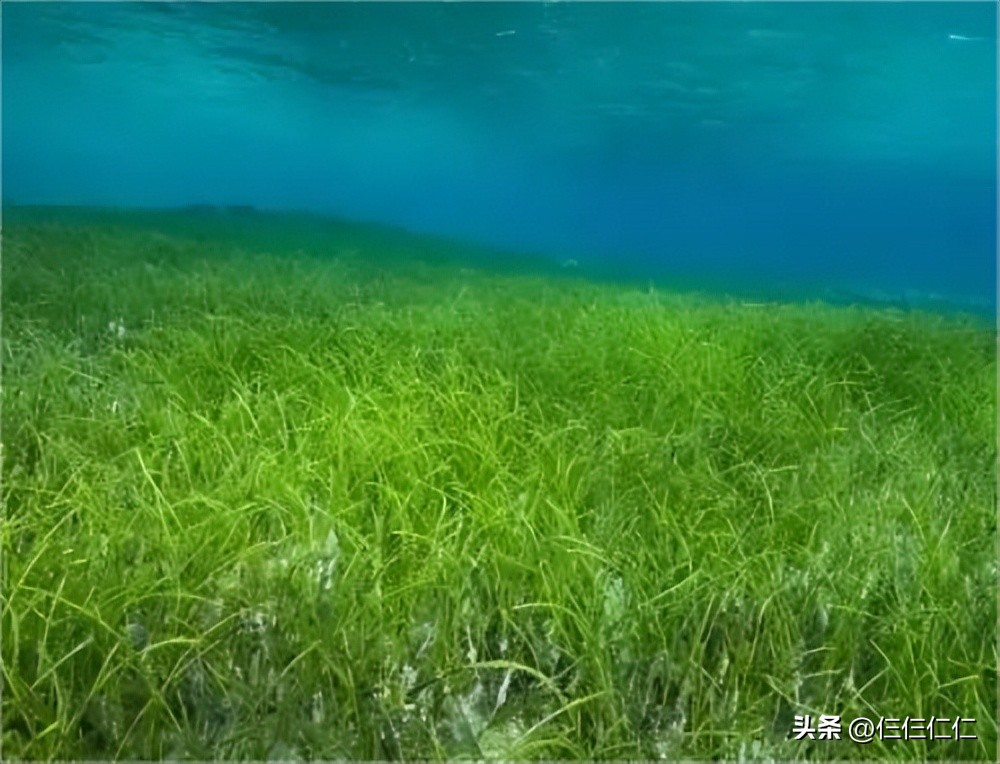 天然面膜*局骗**，会长“草”的海藻面膜，这算不算是虚假宣传？