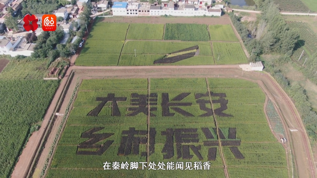 你好我的城|稻香