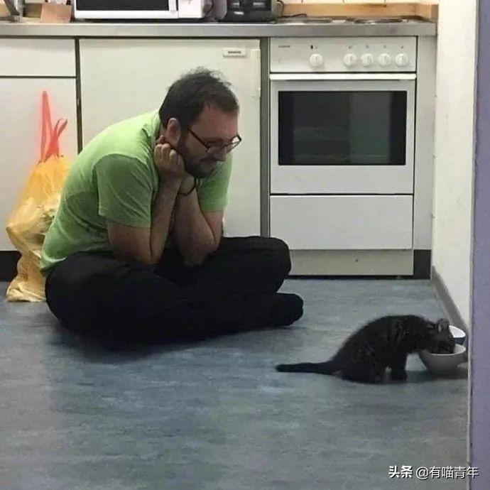 全世界唯一一只世界上最大的猫,世界上最小的体型最大的猫