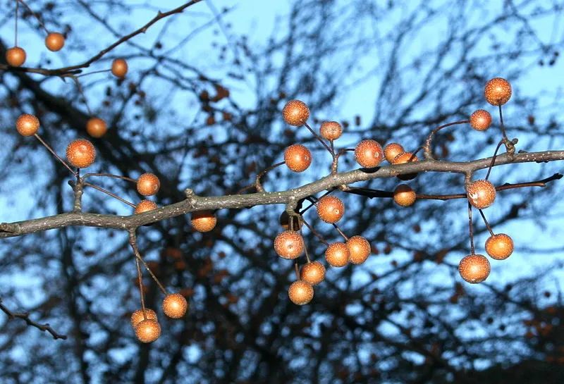 来自中国的入侵植物气味不可描述，美国人无奈年年要闻