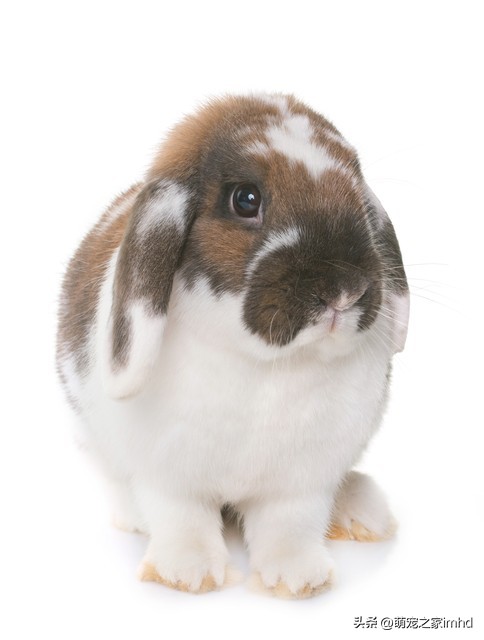 兔子飞机耳咋回事,兔子飞机耳