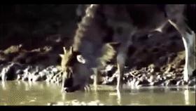 这是真的吗？当人被鳄鱼追赶时，z字型逃跑能快速摆脱鳄鱼