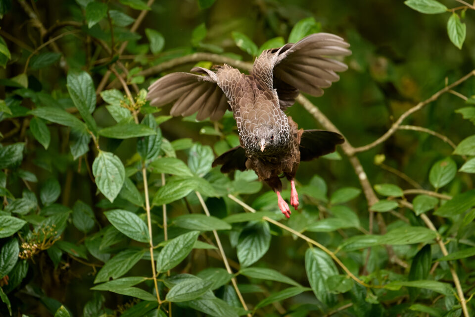 尼康z24-120mmf4测评,尼康z400f4.5口径是多少