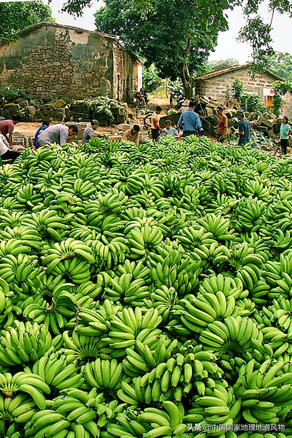 广西水果产量连续五年全国第一,广西和陕西谁才是水果第一大省