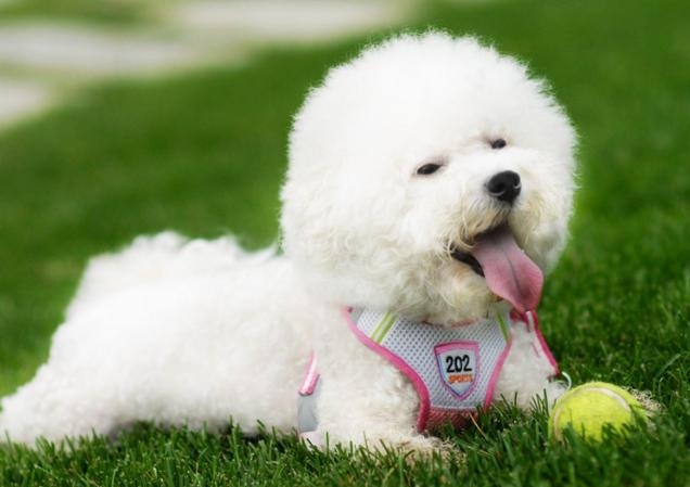 比熊犬“舔尿道口”=“恶心”？主人你错了，看完赶紧重视起来