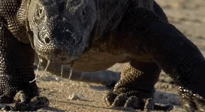 上海钓鱼佬钓起“五爪金龙”，差点牢底坐穿？金龙到底什么来头？