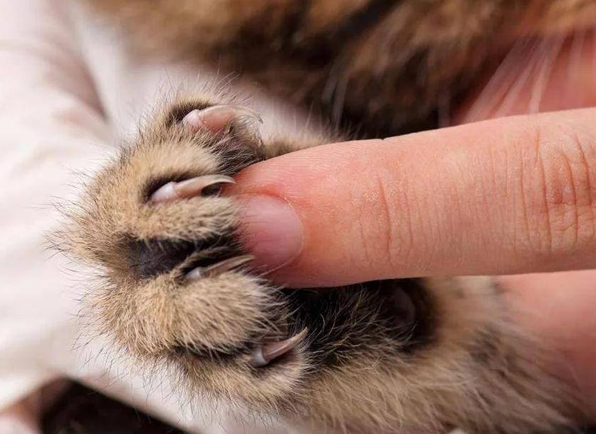 被猫抓伤在家怎么自救,被猫抓伤如何自救