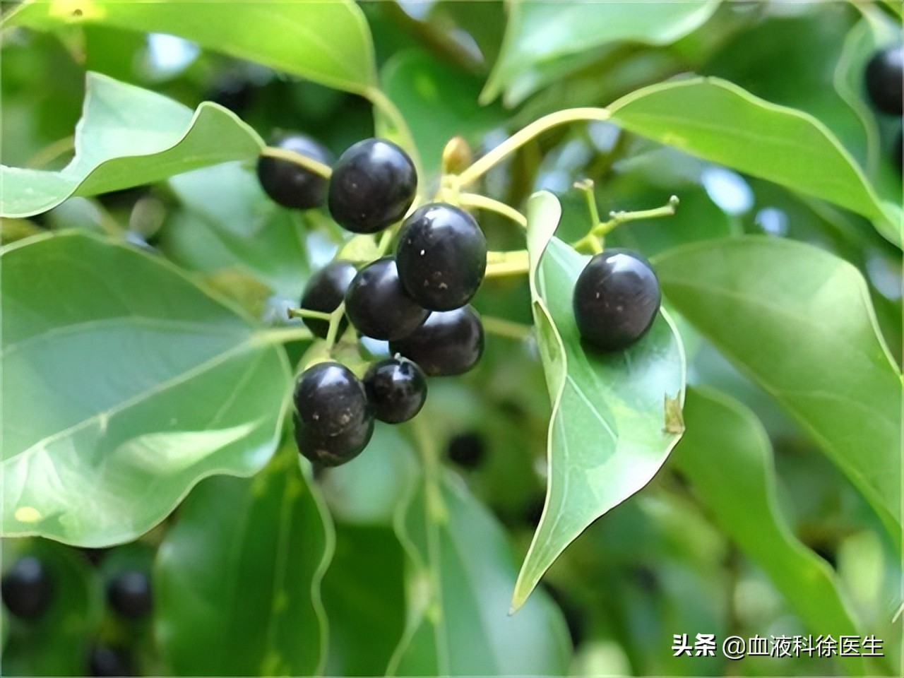 复方甘草片一百片的几钱一瓶,复方甘草片怎样服用止咳效果最好