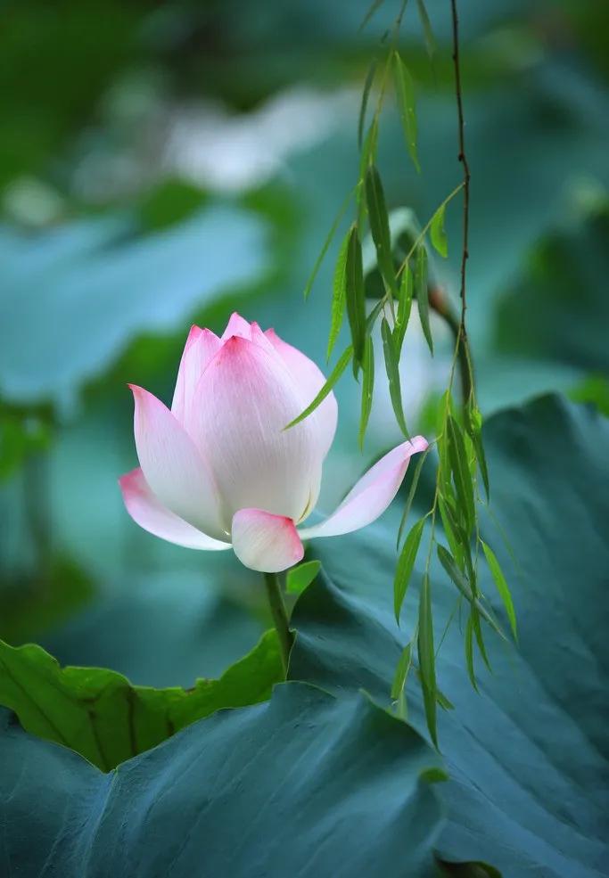 漂亮美丽的荷花壁纸,雨中荷花壁纸荣盛城