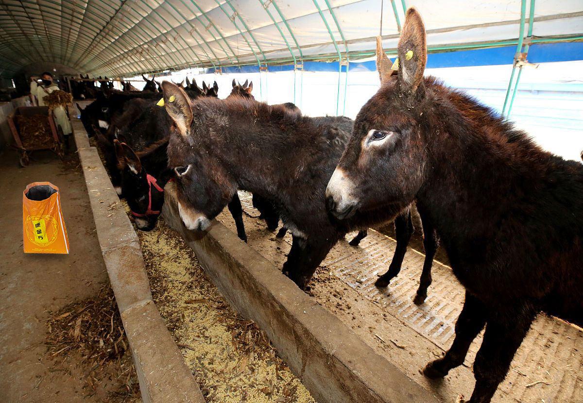 肉驴催肥饲料添加剂,肉驴催肥