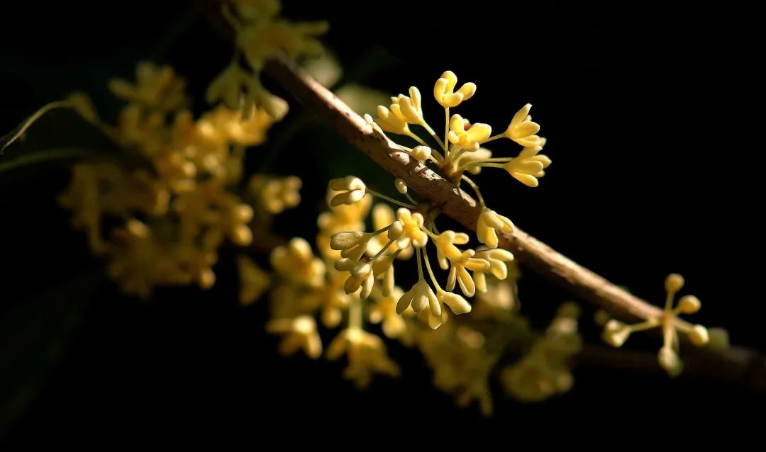 中秋节吃月饼还有什么习俗吗,中秋节是不是有吃月饼的习俗