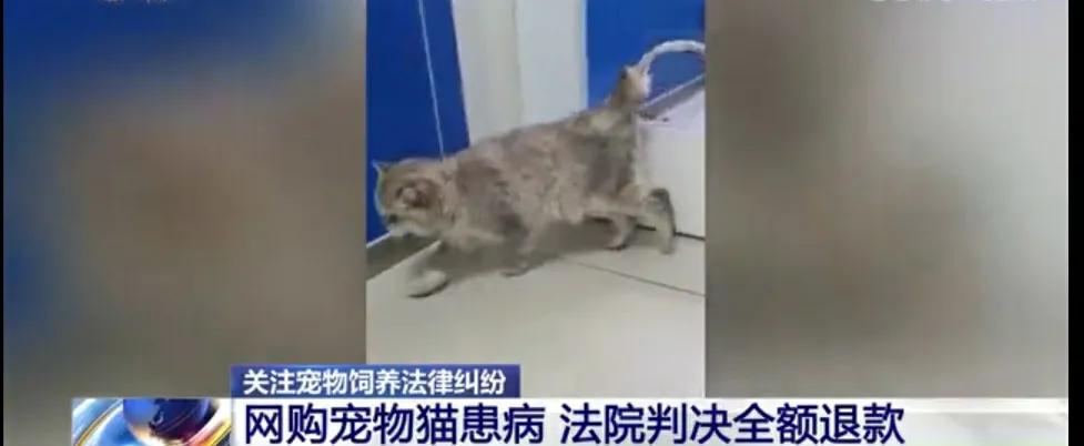 女子花十万元网购,女子花2300元买猫咪