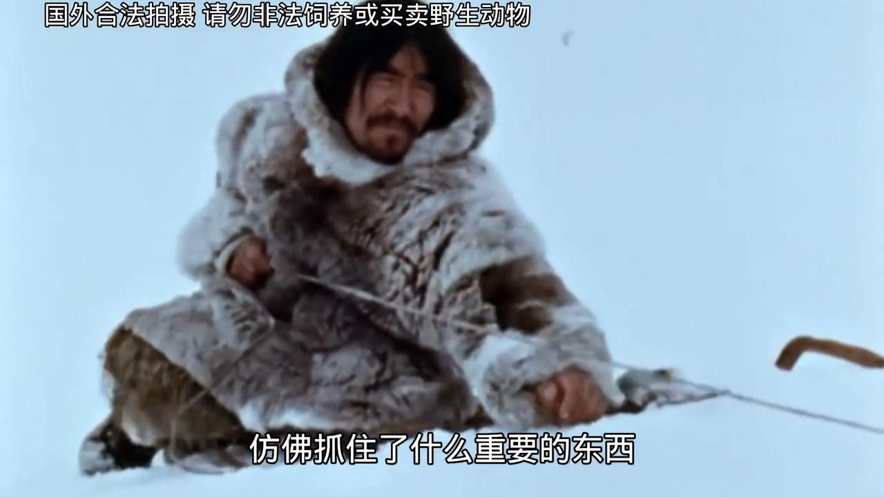 老布抓海豹央视,老布抓海豹为啥这么火