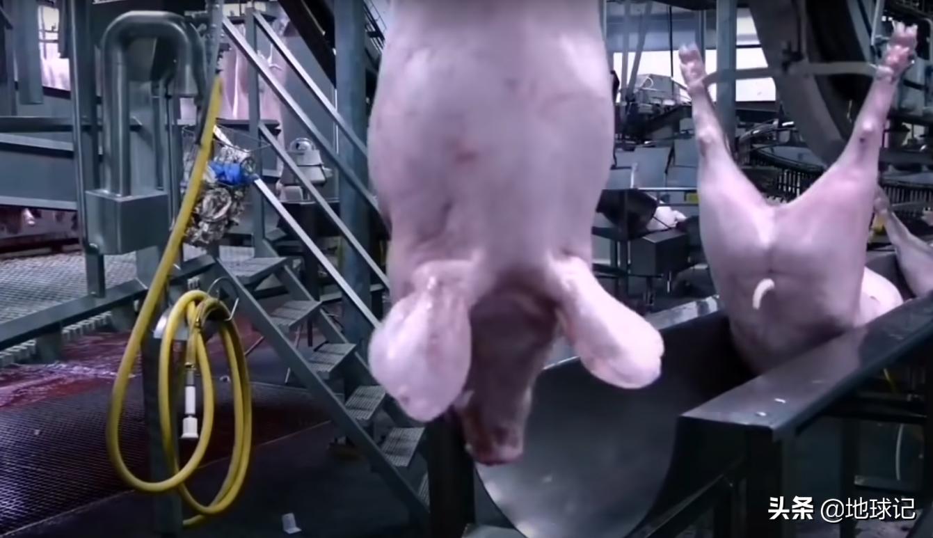 丹麦为什么那么富裕,丹麦为什么能成为养猪王国