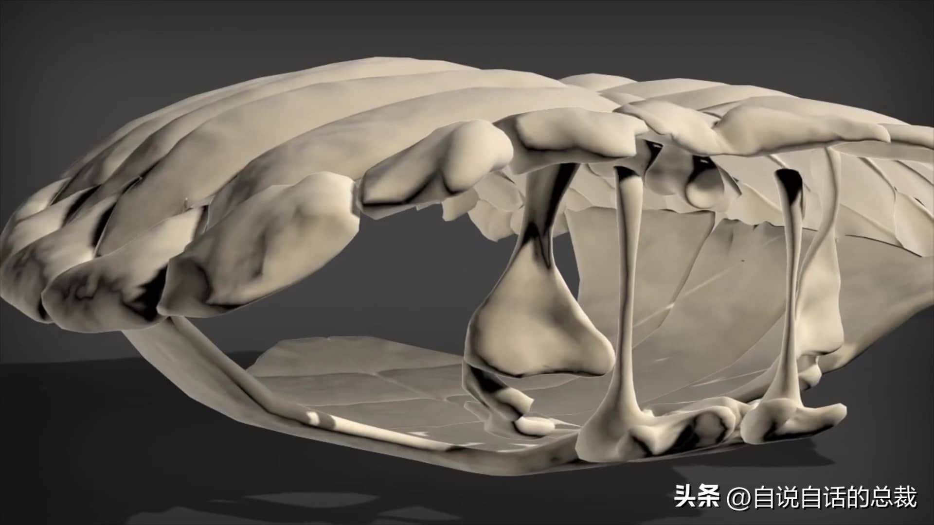 龟蛇大战巨龟视频,罕见别致的龟蛇大战