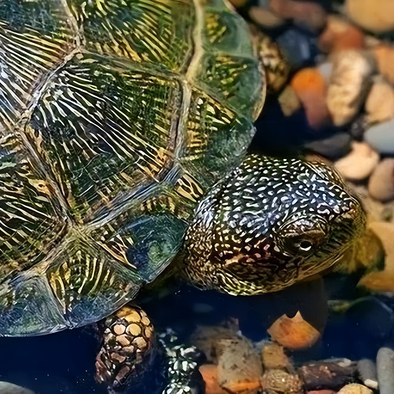 欧泽龟养殖技术和注意事项,黄缘闭壳龟和欧泽龟哪个寿命长