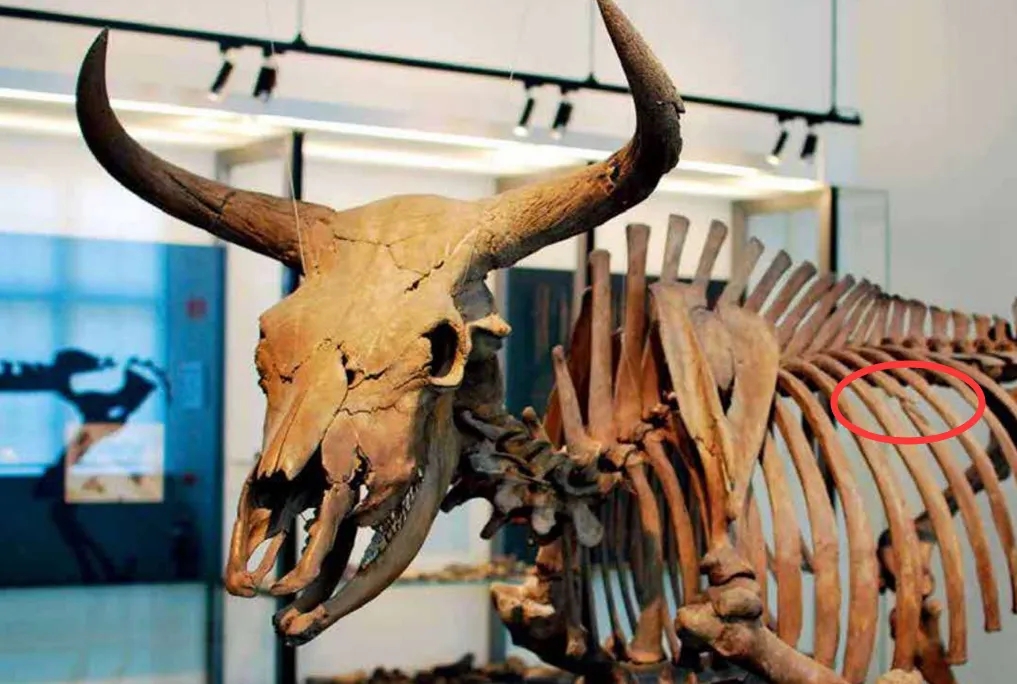 小朋友问为什么牛羊吃草会那么壮,为什么牛羊吃草还会长得这么肥