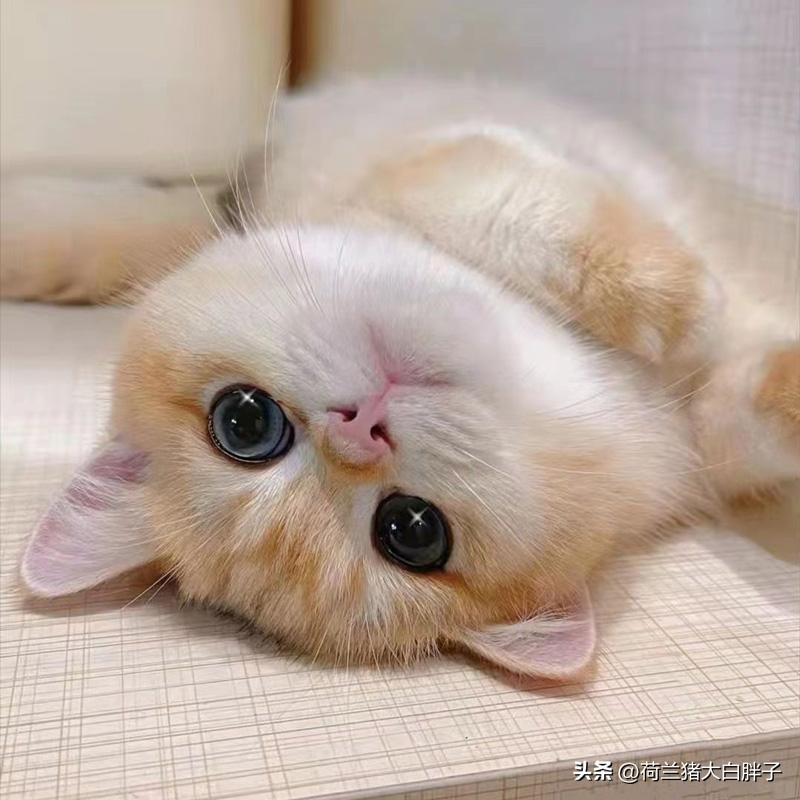 小猫咪便血拉稀是什么情况,小猫咪便血是什么原因怎么检查