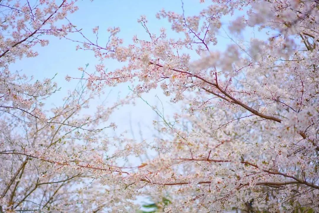 藏不住了！苏州四大宝藏公园，好拍又好玩