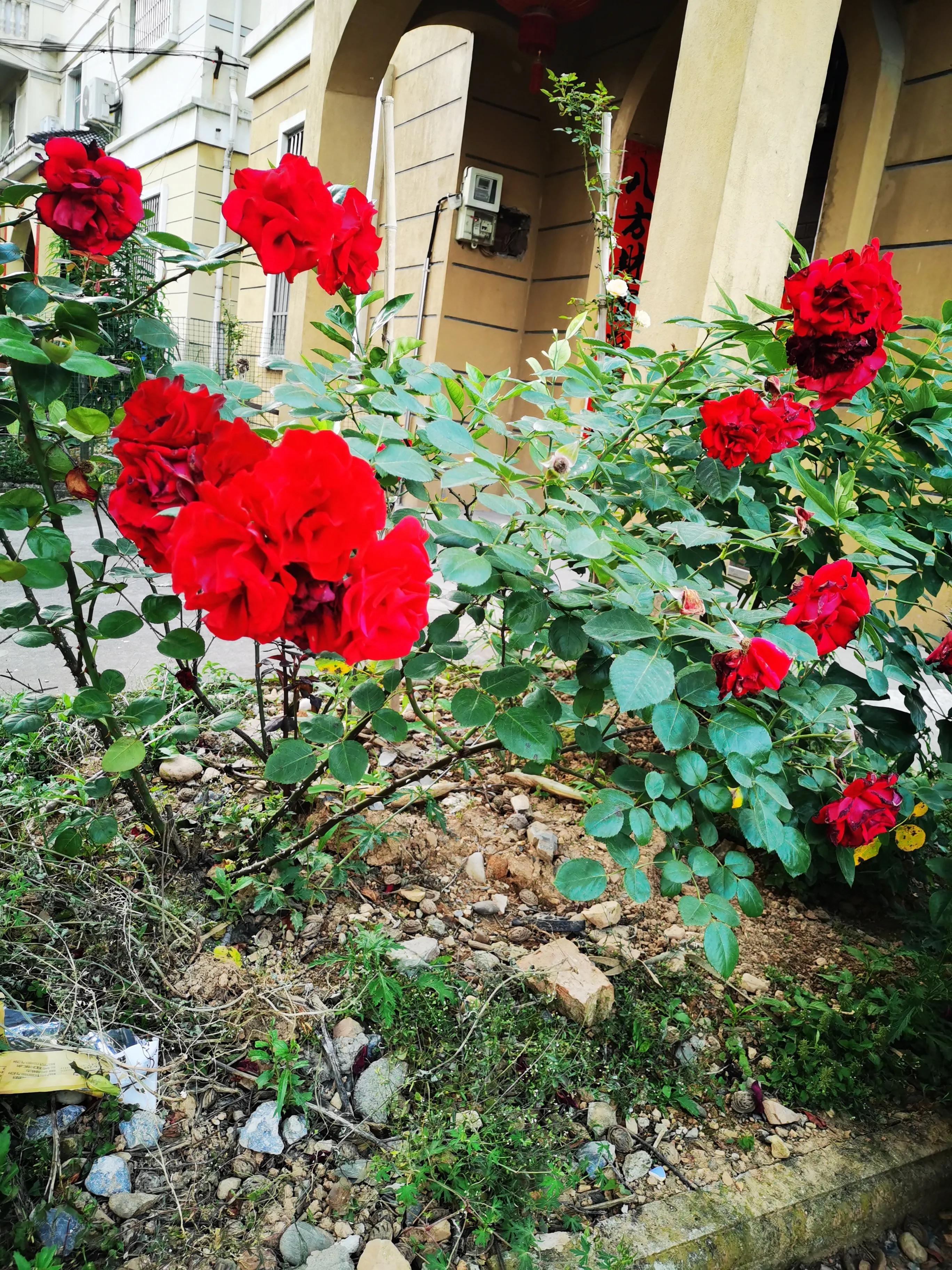 每一个冬天都会过去春天总会到来,别忧愁别烦恼一切都会过去的