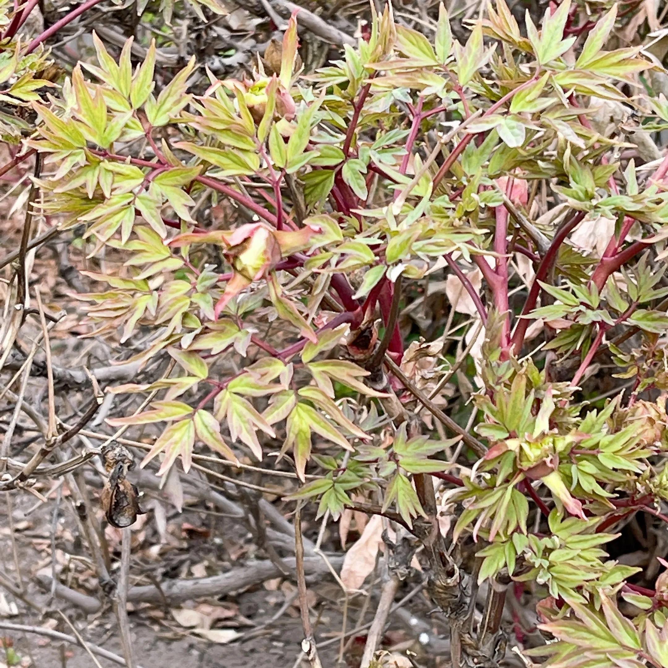 清明寄思亲风卷灰焰高仿佛遥感应远望寻安慰元姆