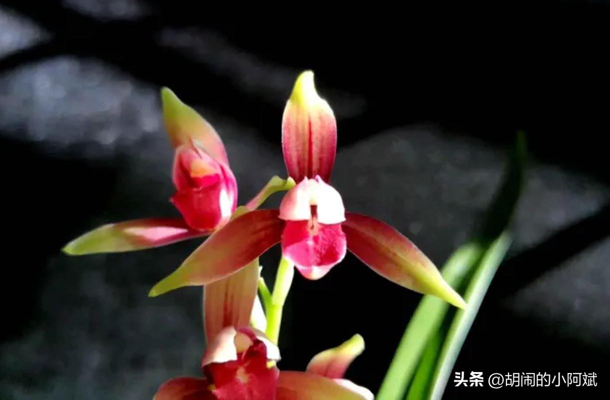 建兰八大经典品种,建兰八大名品哪个品种最香