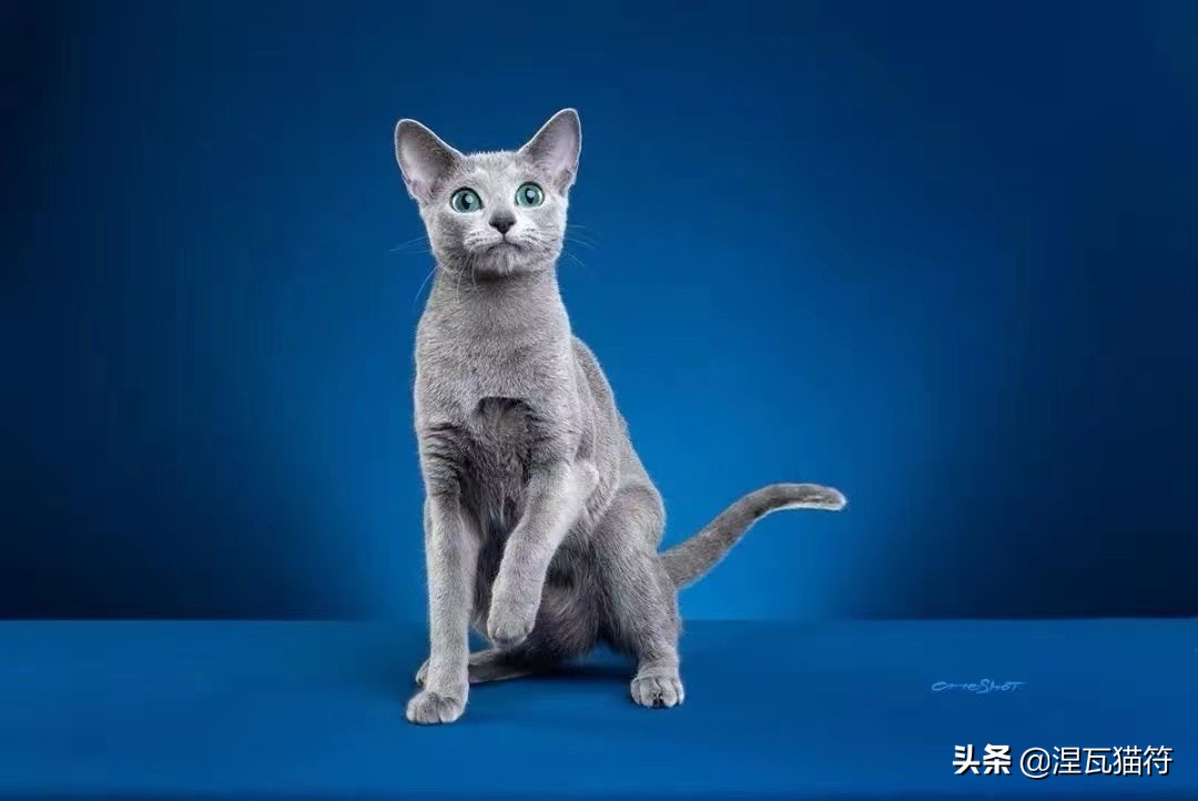 俄罗斯蓝猫法国蓝猫英国蓝猫,欧系俄罗斯蓝猫