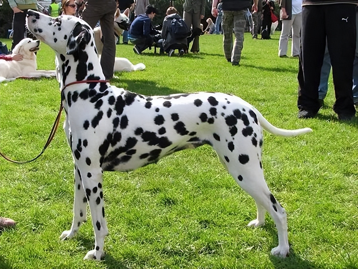 斑点狗杂交拉布拉多,杂交的斑点狗是什么样的啊