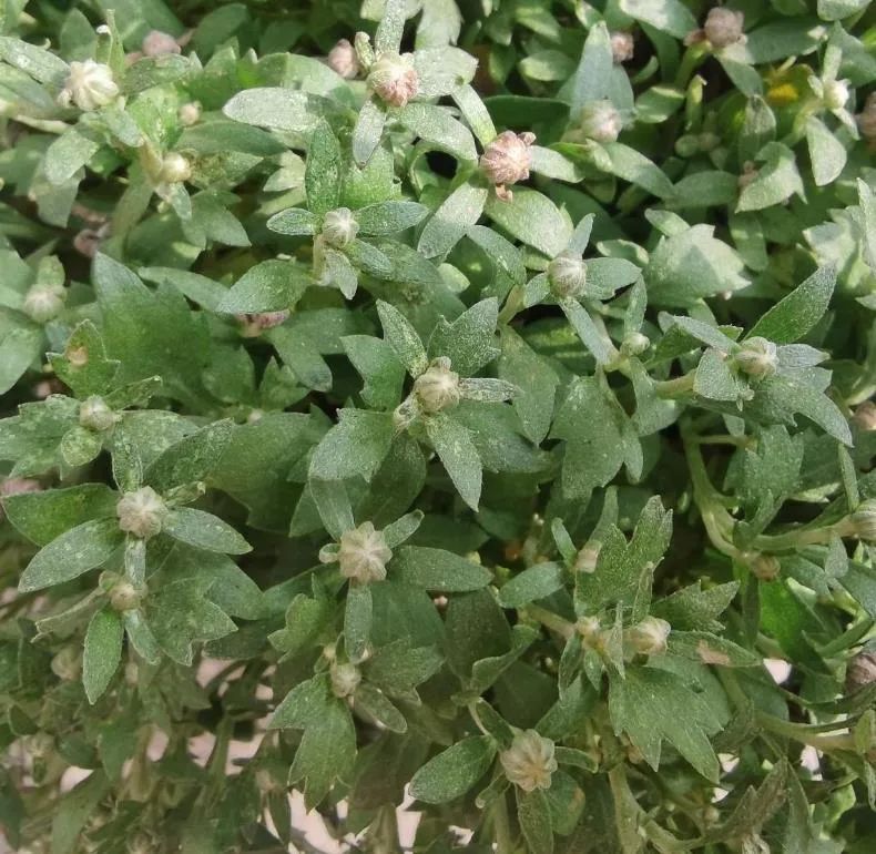 菊花长蚜虫家用小妙招,菊花蚜虫怎么预防