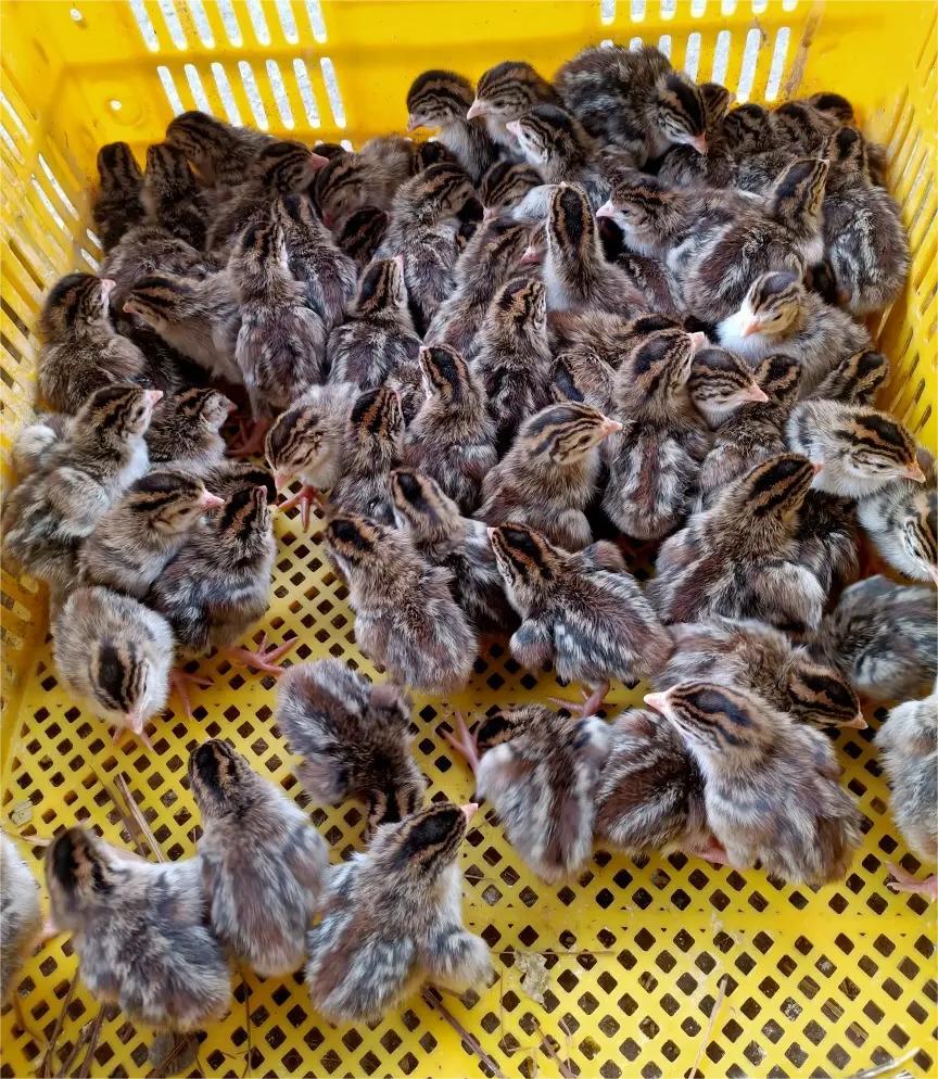 珍珠鸡育雏需要什么条件,育雏珍珠鸡怎么分公母