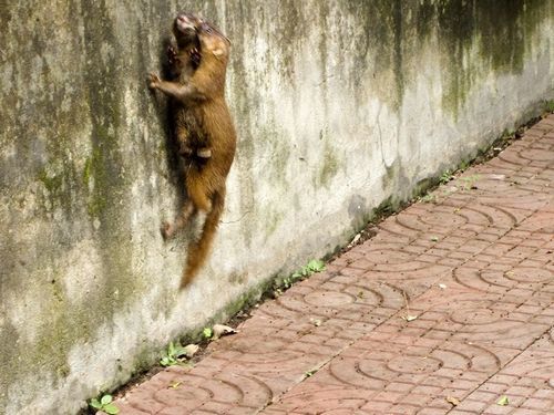 灭鼠英雄表现出黄鼠狼的特点,专家讲解黄鼠狼和猫哪个厉害