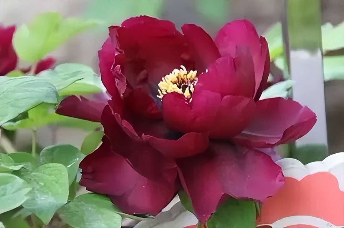 国色天香牡丹花魏紫,国色天香魏紫