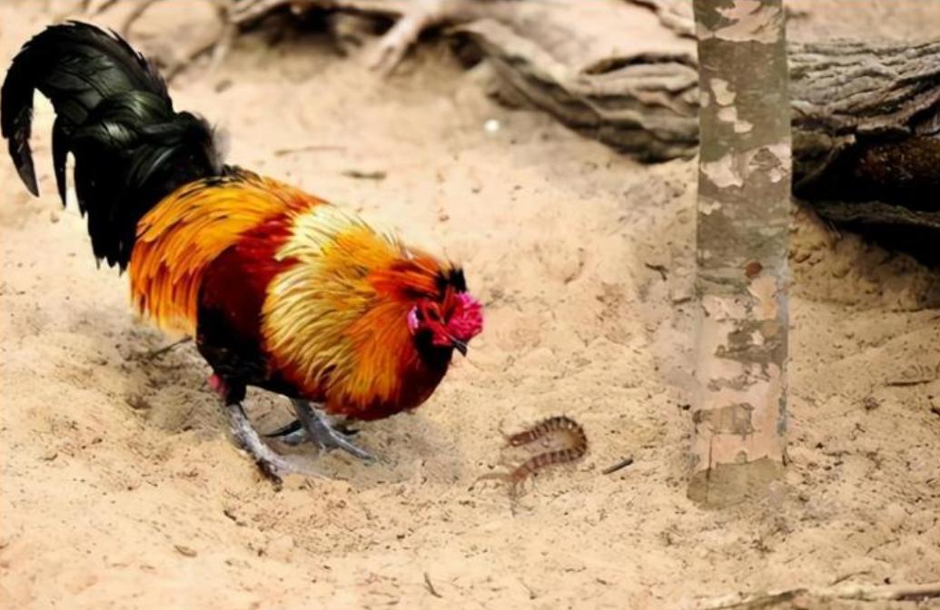 蜈蚣咬公鸡的鸡冠解毒吗,鸡是蜈蚣的天敌被蜈蚣咬了