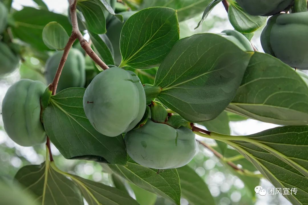 奏响新时代乡村振兴交响曲,团风县乡村振兴局项目公示
