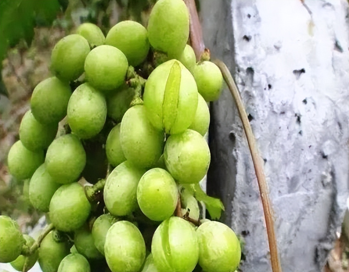 七月葡萄熟了怎么办,七月葡萄为什么还长穗