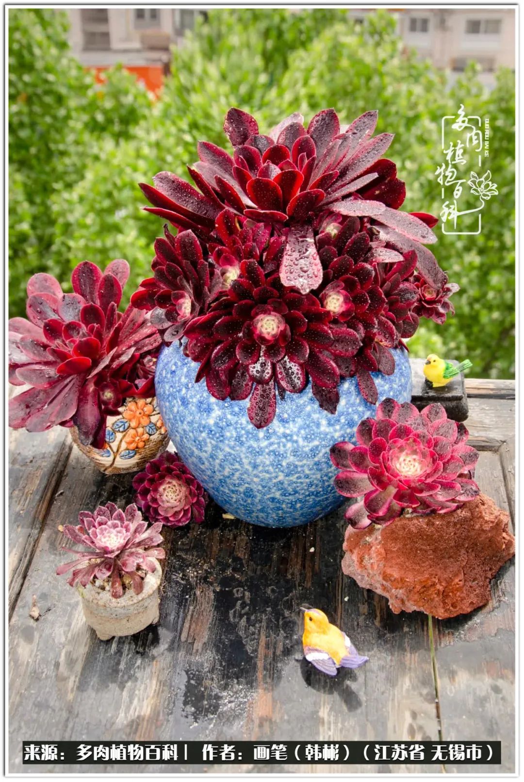 盆景多肉常遇到的问题,多肉盆景无穷小