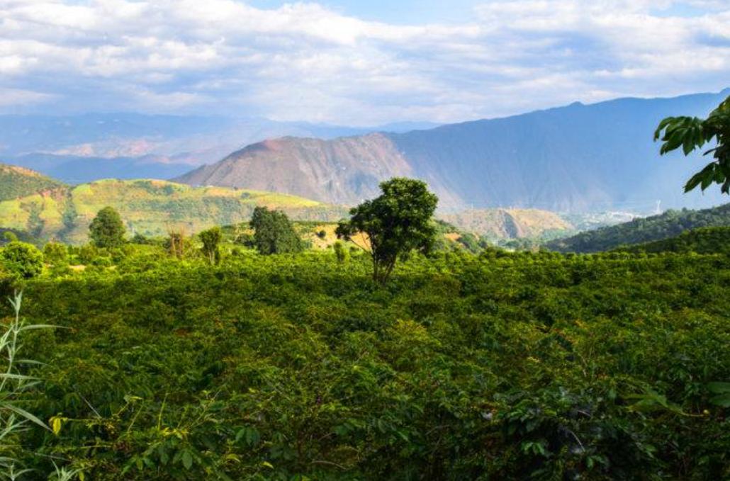 云南小粒咖啡豆哪个牌子好,云南小粒速溶咖啡哪个牌子好