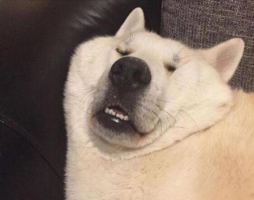 狗吃猫粮要不要紧,狗吃猫粮有问题吗