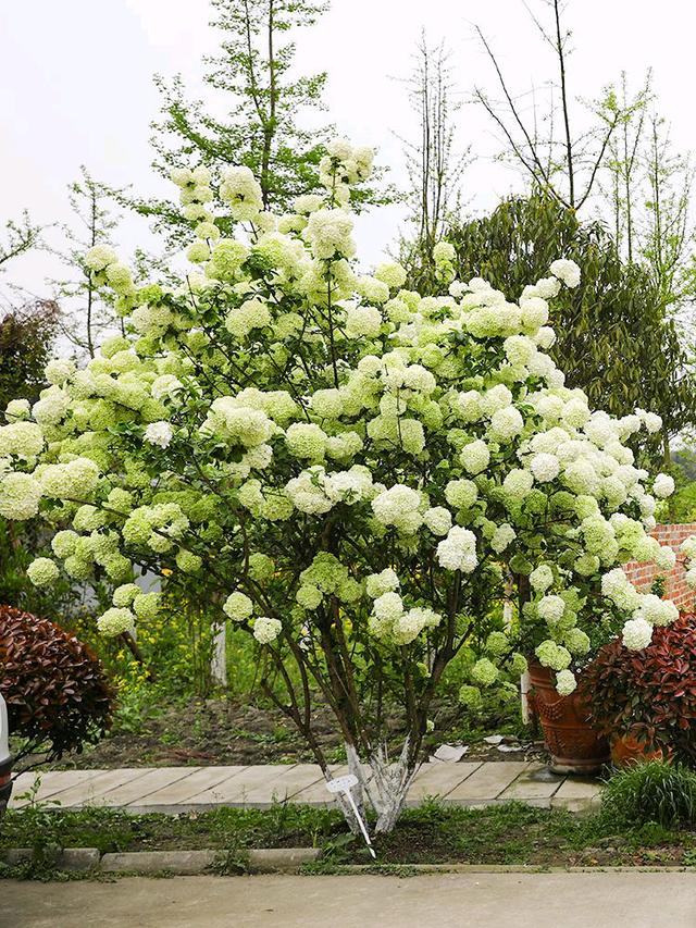 庭院四季常青不怕晒又耐寒的花树,适合在庭院里种植的花树有哪些